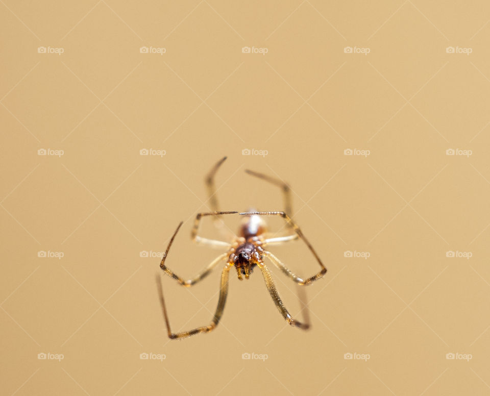 fflying spider