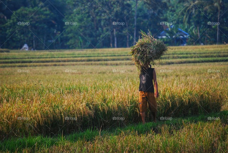 harvesting paddy