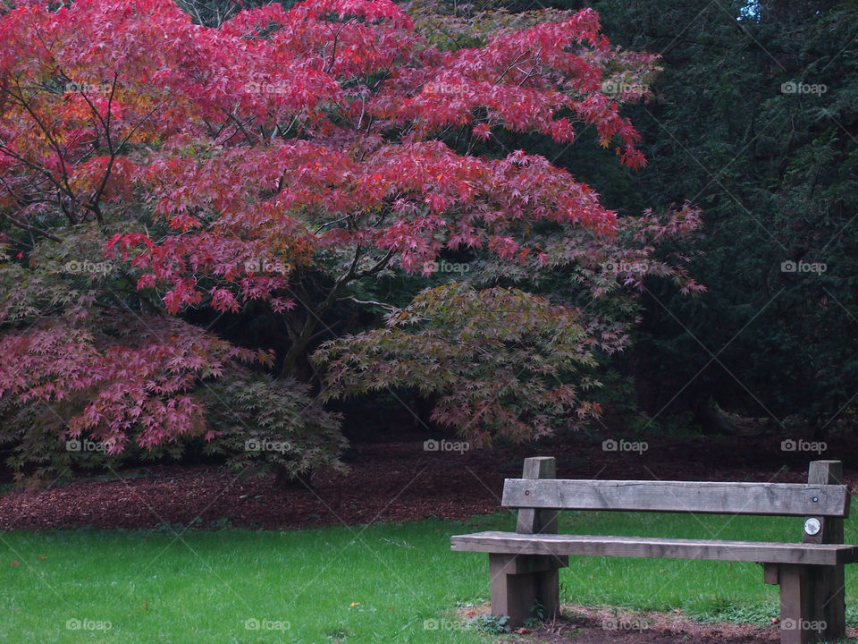 red autumn bench olympus by ptrendy