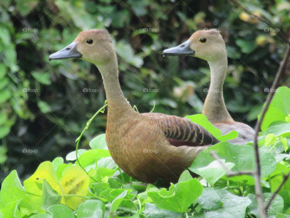 It's "lesser whistling teal". Found mainly in Indian subcontinent.