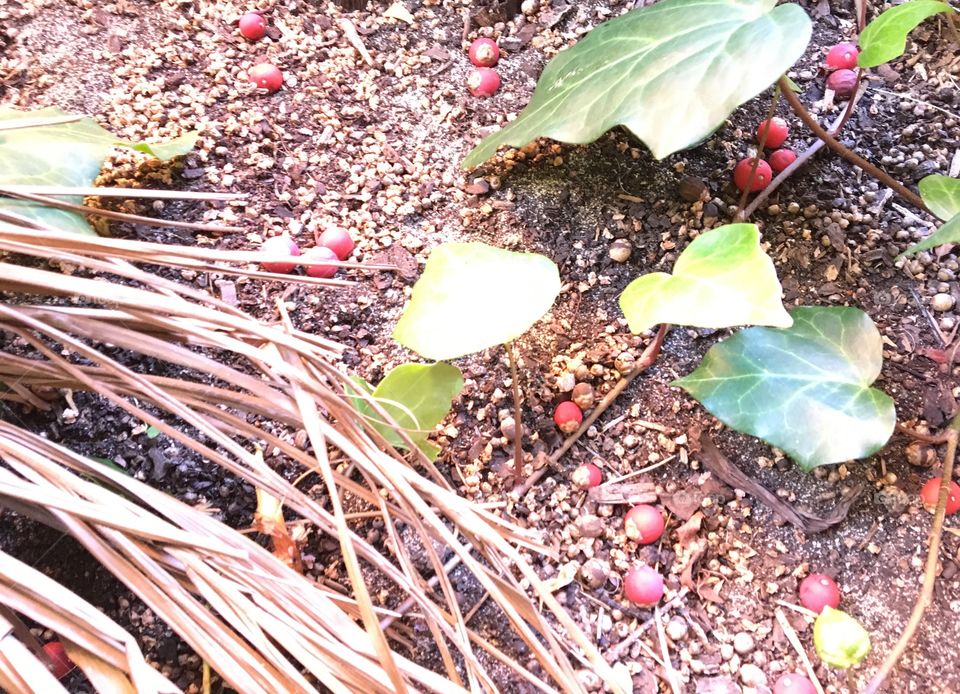 Nature design in summer garden.