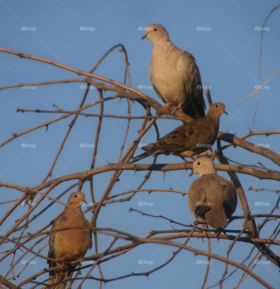 Doves on Branches of Dead Tree