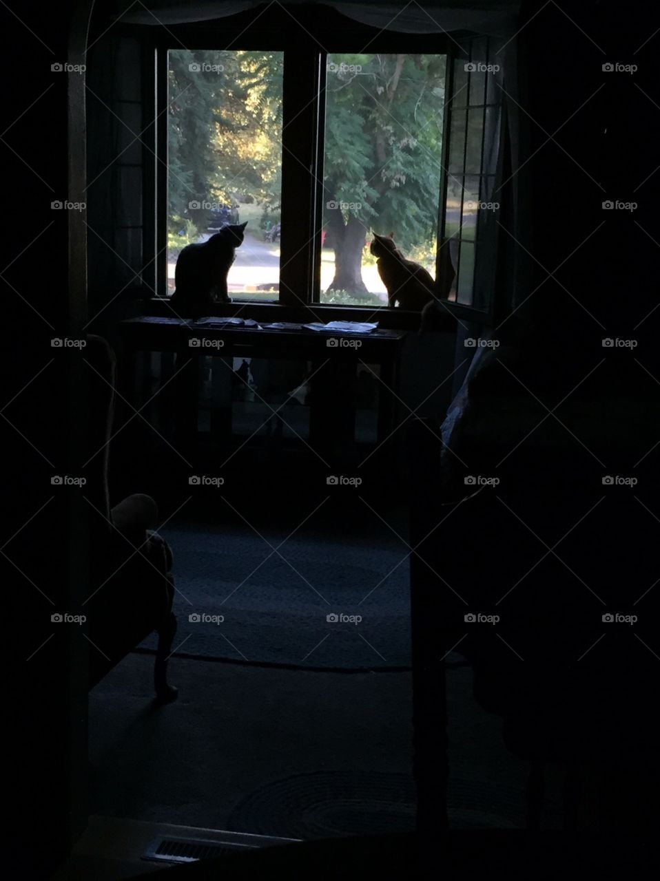 Silhouettes cats. A beautiful spring day