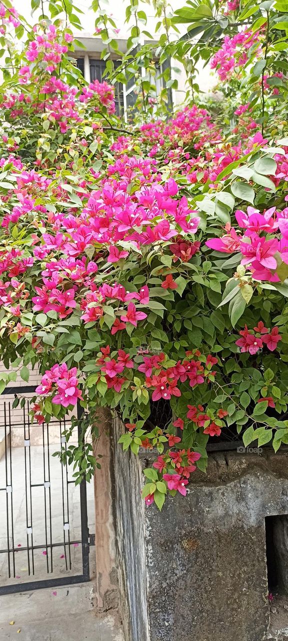 Bougainvillea spectabilis