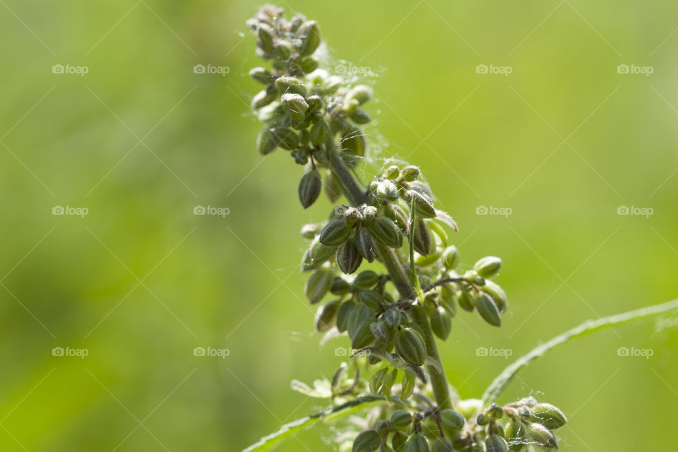 Closeup Of Green Cannabis seeds . close up