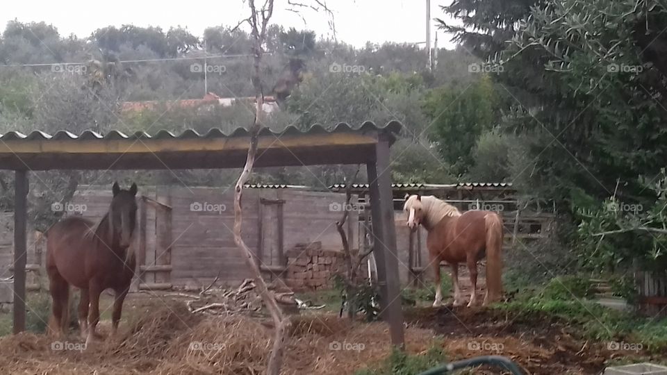 horses