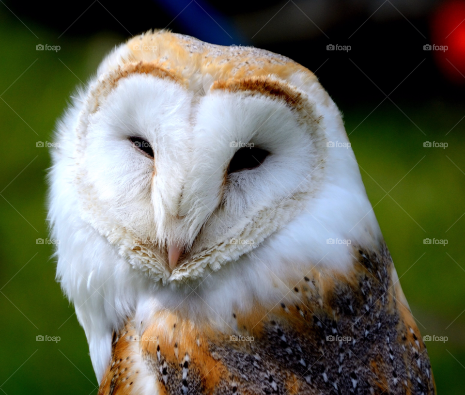 barn bird owl lewis by lewis.blythe.1