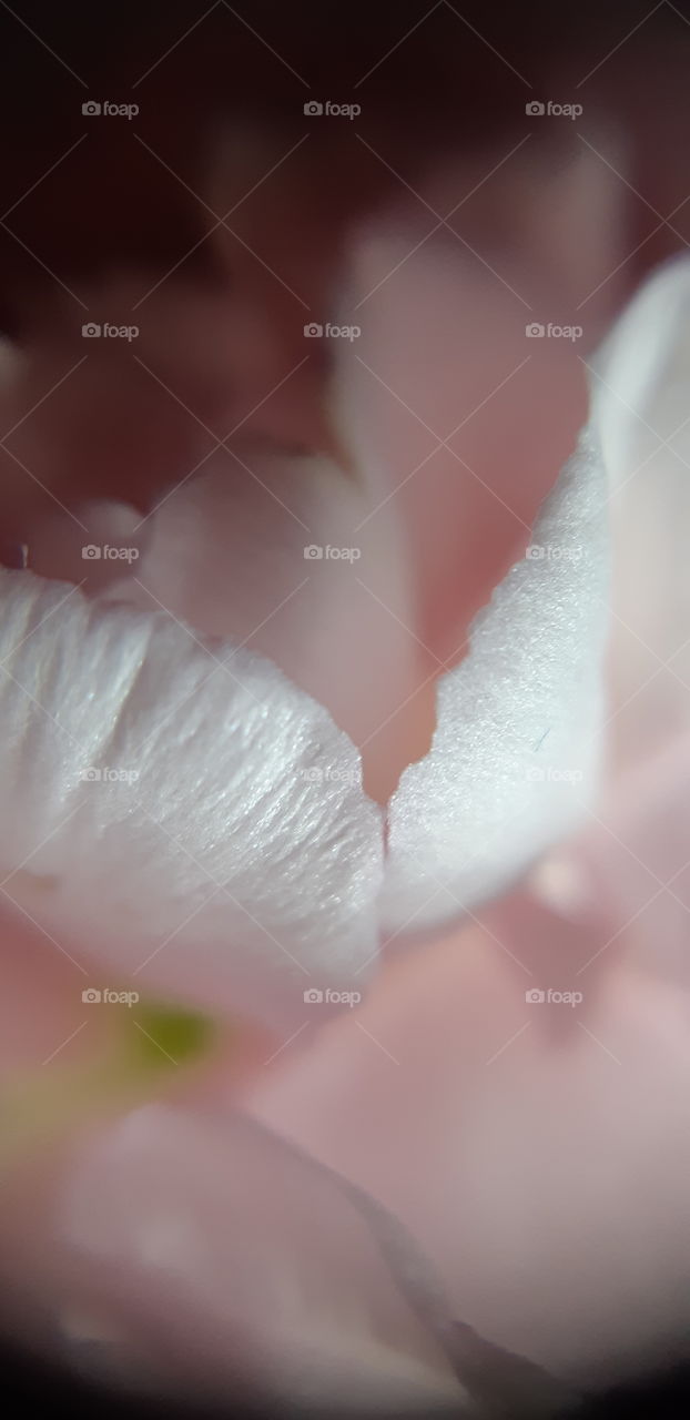 macrophoto of the flower