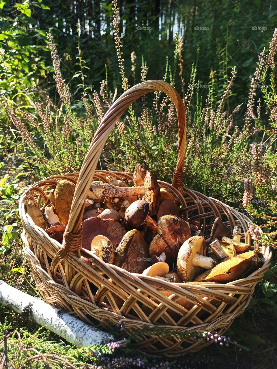 Autumn time. Mushroom catch.