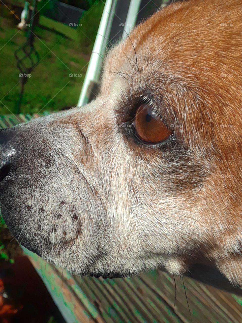 Brown Dog Face Closeup
