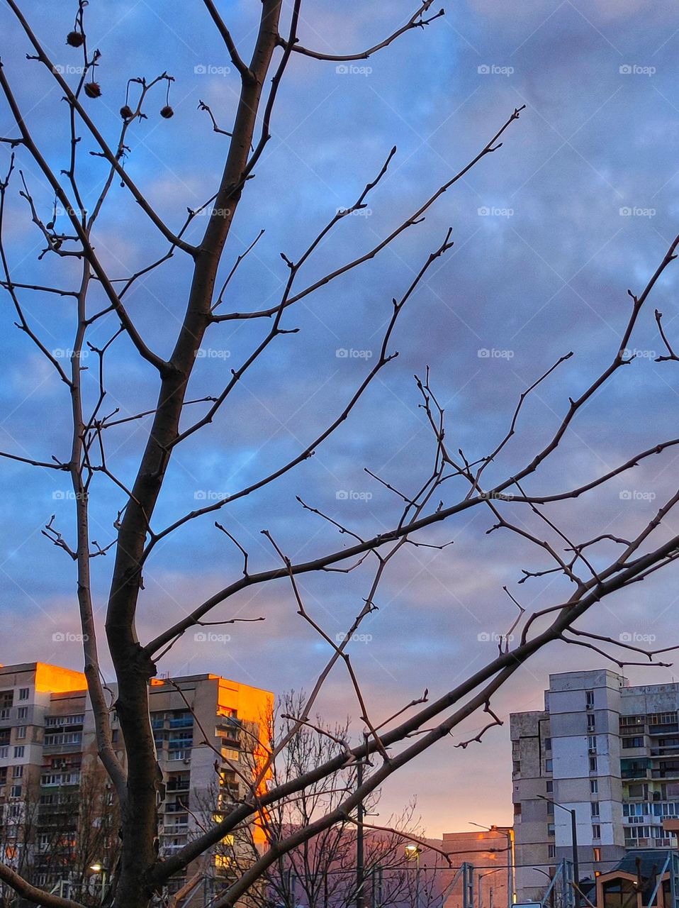A nice evening photo somewhere in the capital of Bulgaria with a tree on focus in the front and apartment buildings lit up by the setting sun in the back