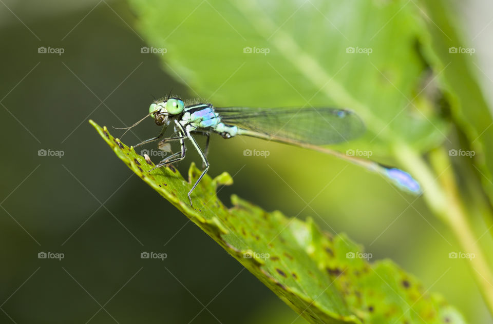 small bluish black dragonfly on leaf