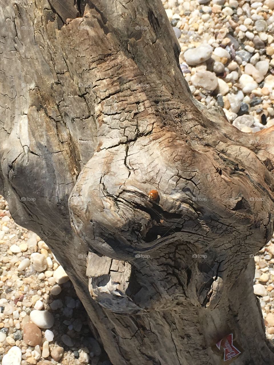 An old weathered log on the beach with a ladybug on it. 