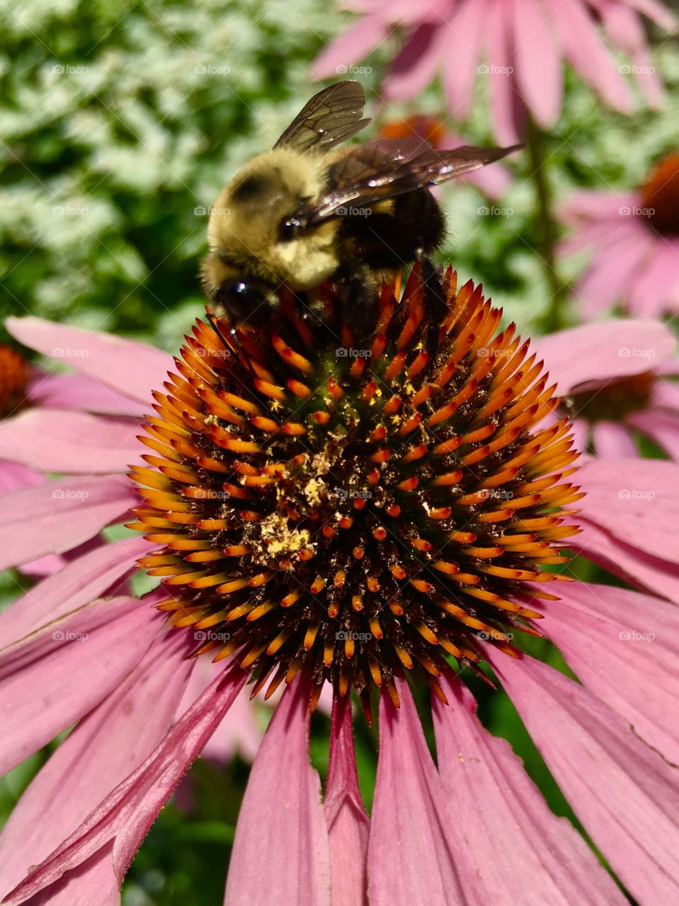 Bumblebee and flower