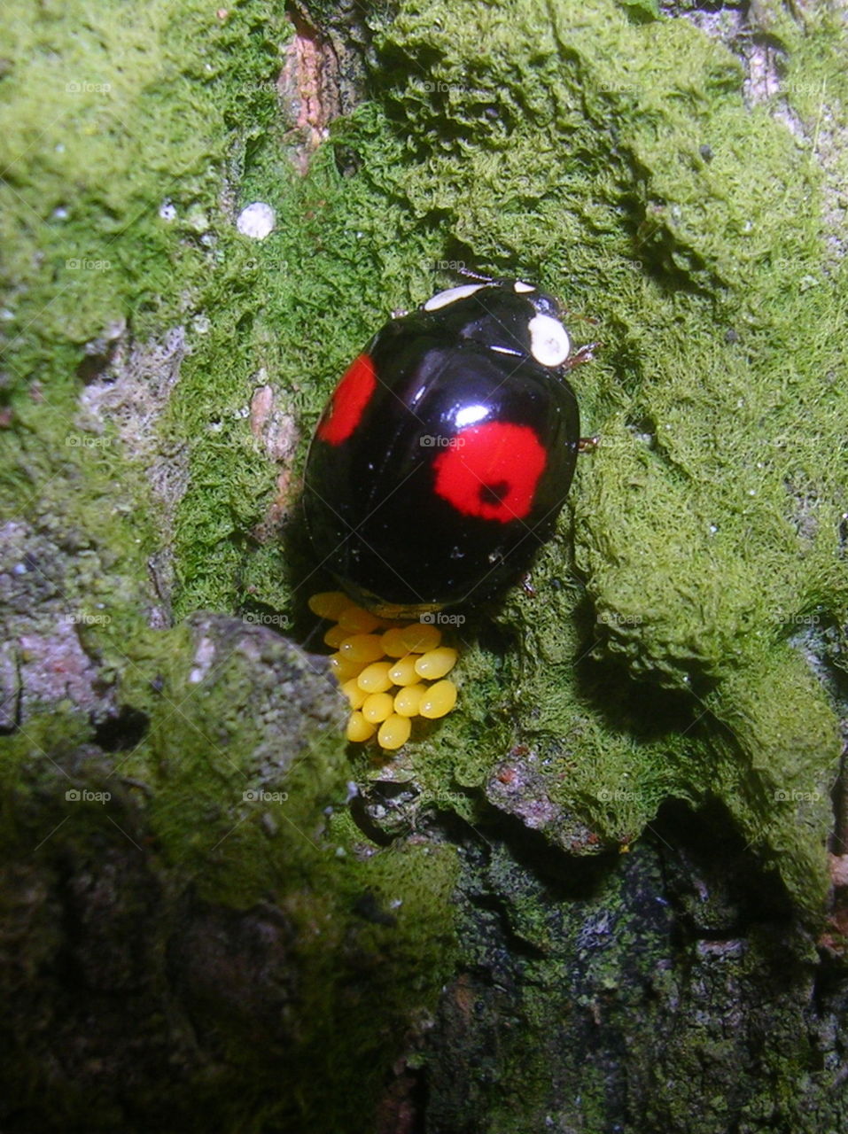 Lady in black. Spring clutch, generation next