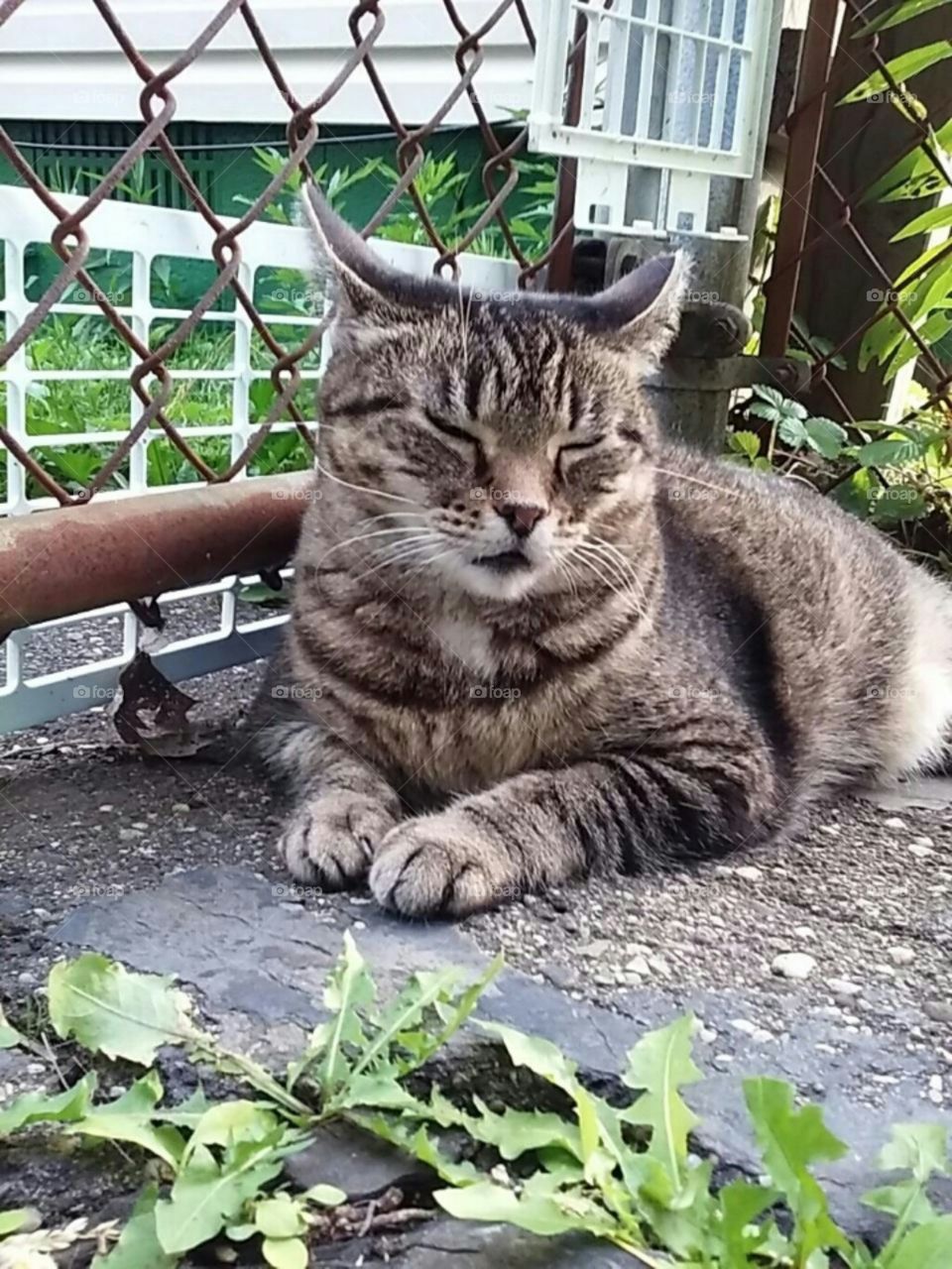 Fresh air cat