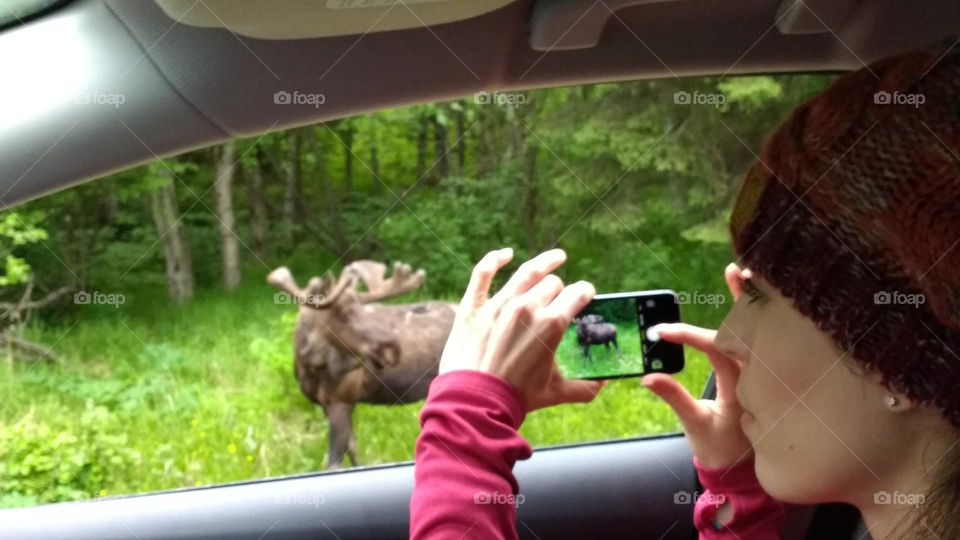 taking picture of a moose from car window