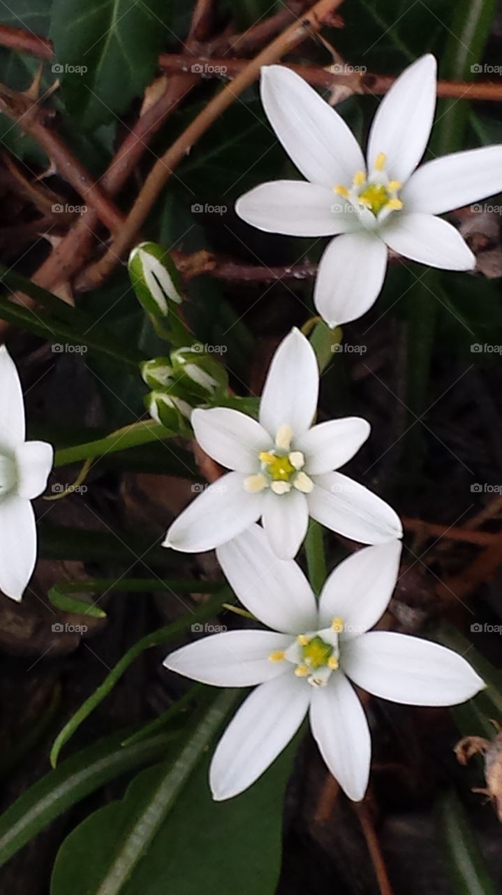 white flowers. spring