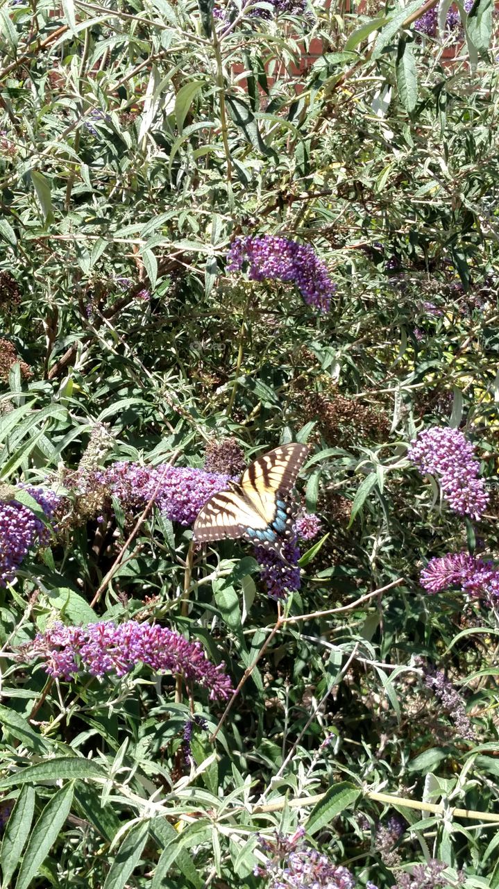 Nature, Flower, Flora, Garden, Leaf