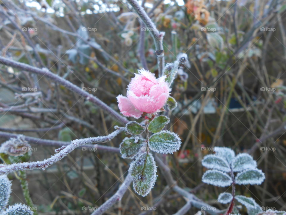 A frozen rose in the garden, winter