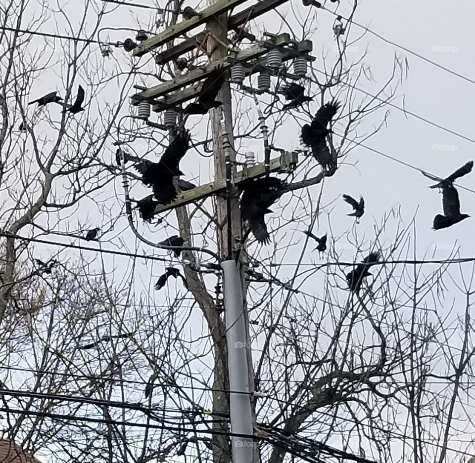 crows
