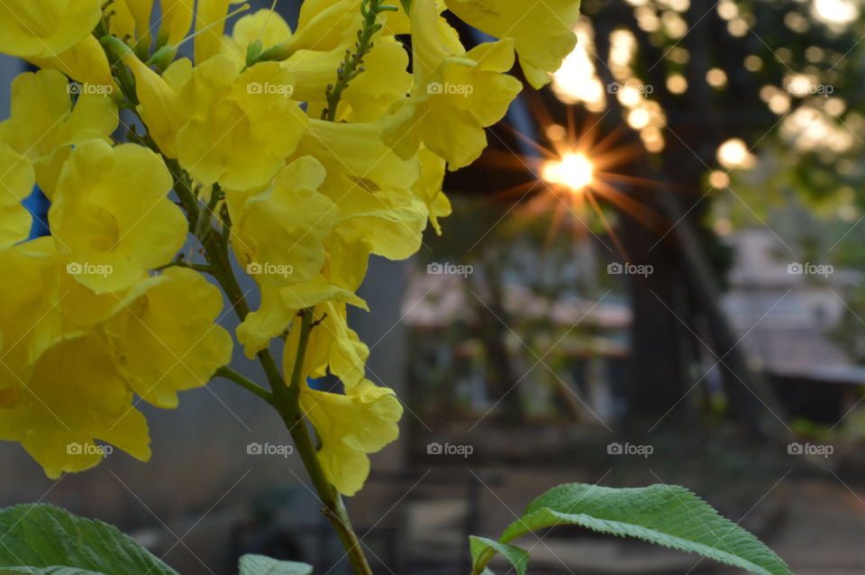 Yellow flower!