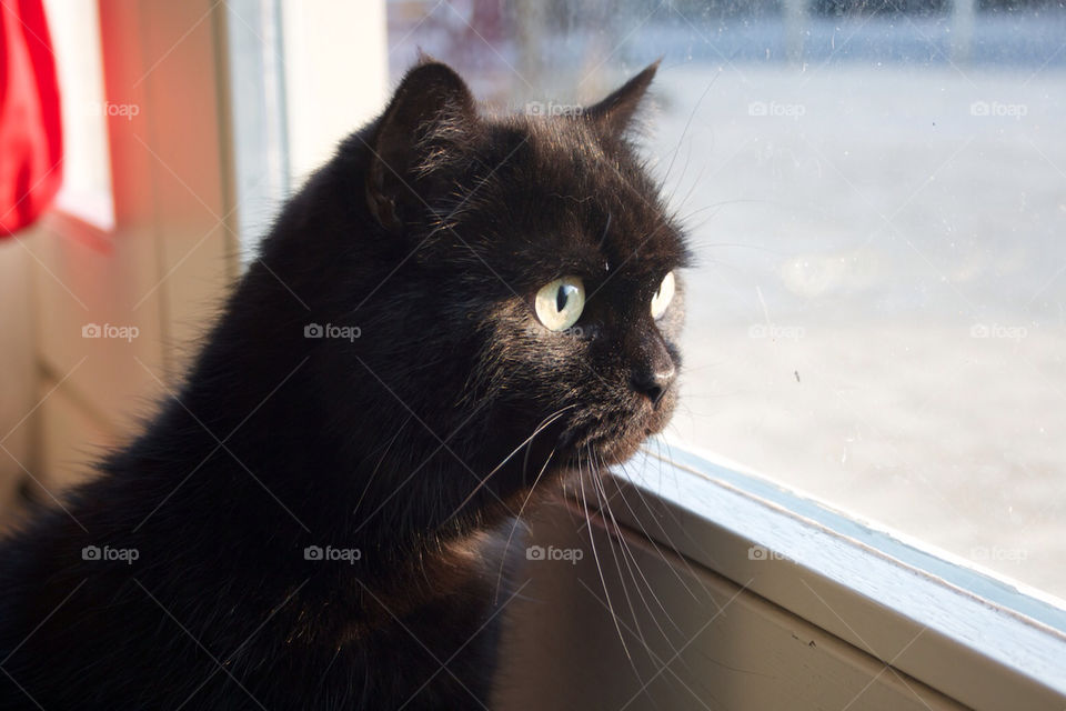 Black cat is looking outside