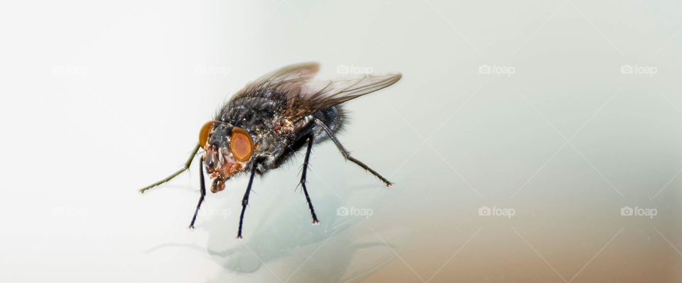 A fly in close up 