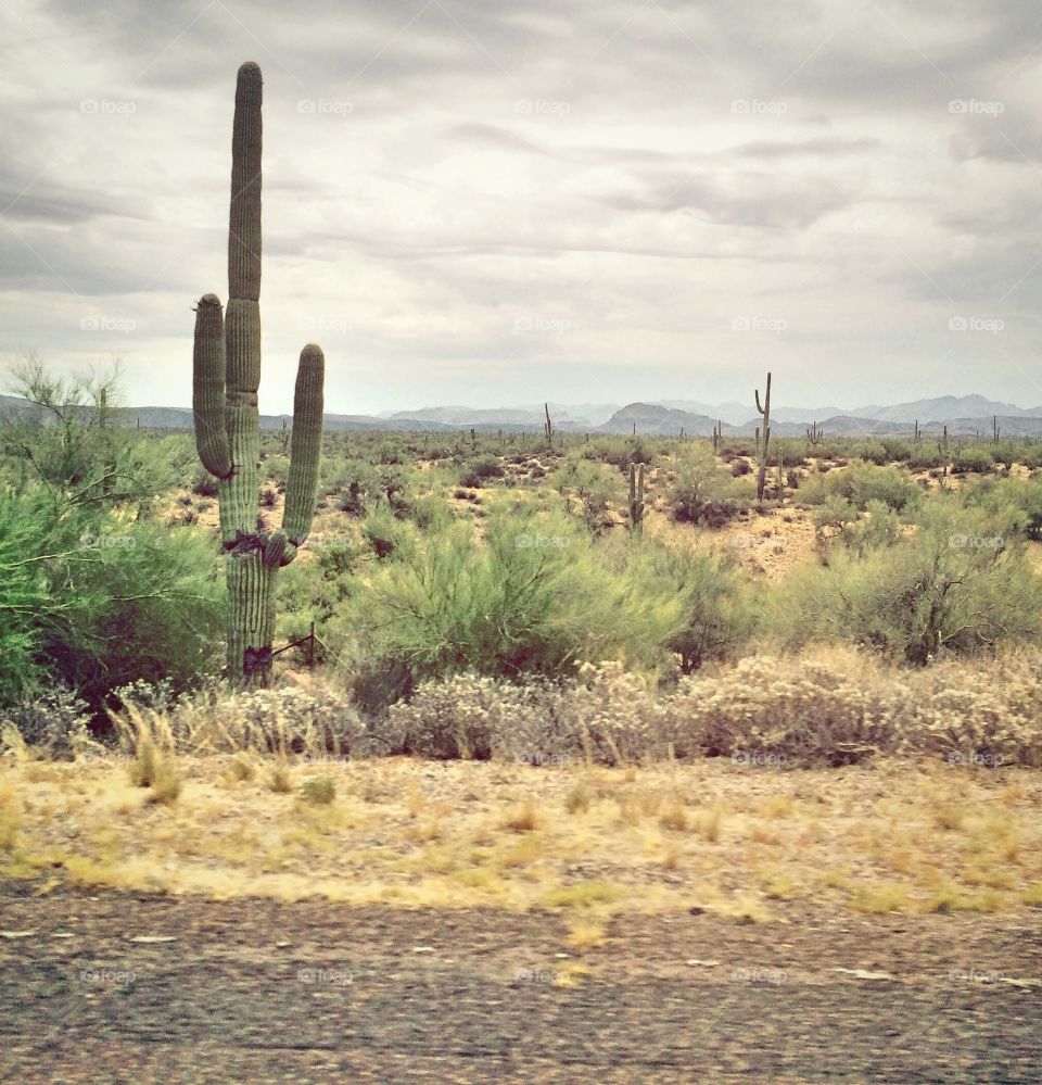 Cactus in Arizona desert