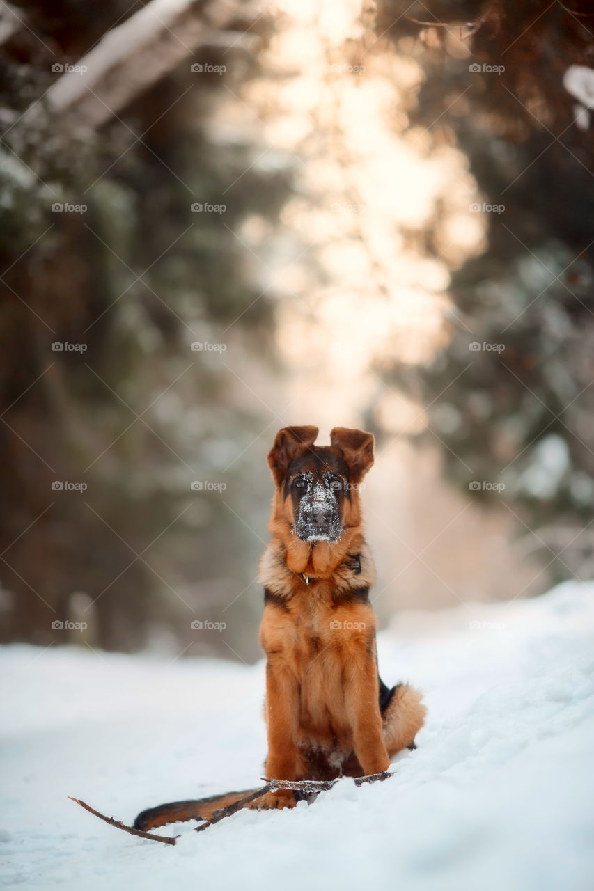 Red cute german shepherd 5-th months puppy portrait at snow at the winter