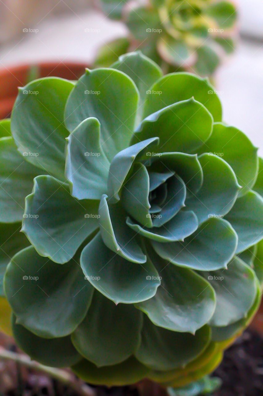 They say succulents symbolize enduring and timeless love. They are tenacious plants that store water in their thick leaves and stems. I just love the symbolism behind such a beautiful plant. 