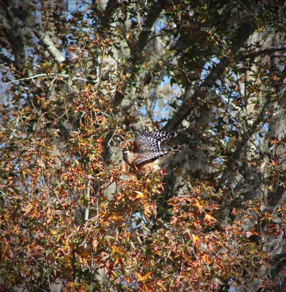 Camouflaged hawk in the tree