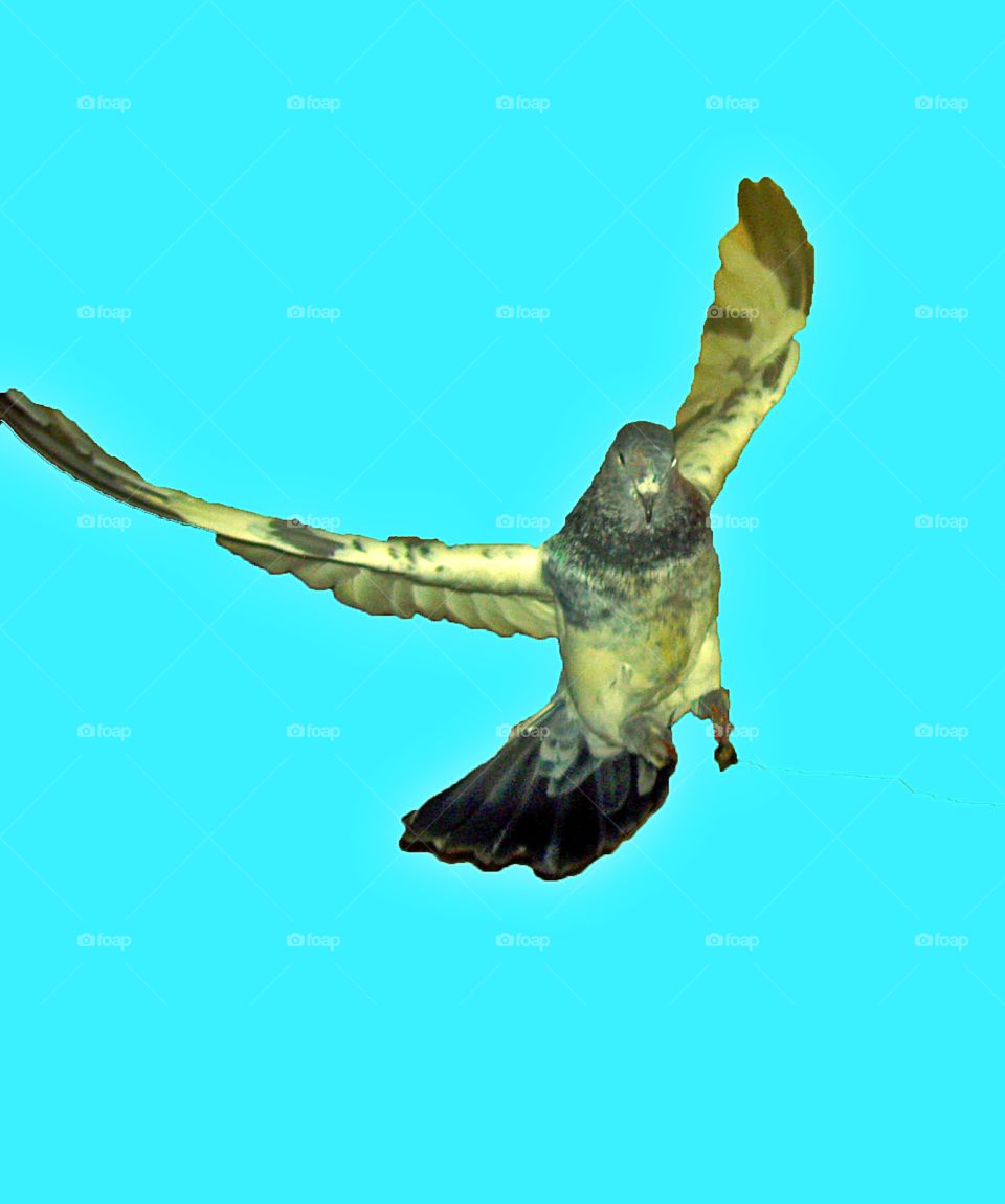 pigeon bird fly