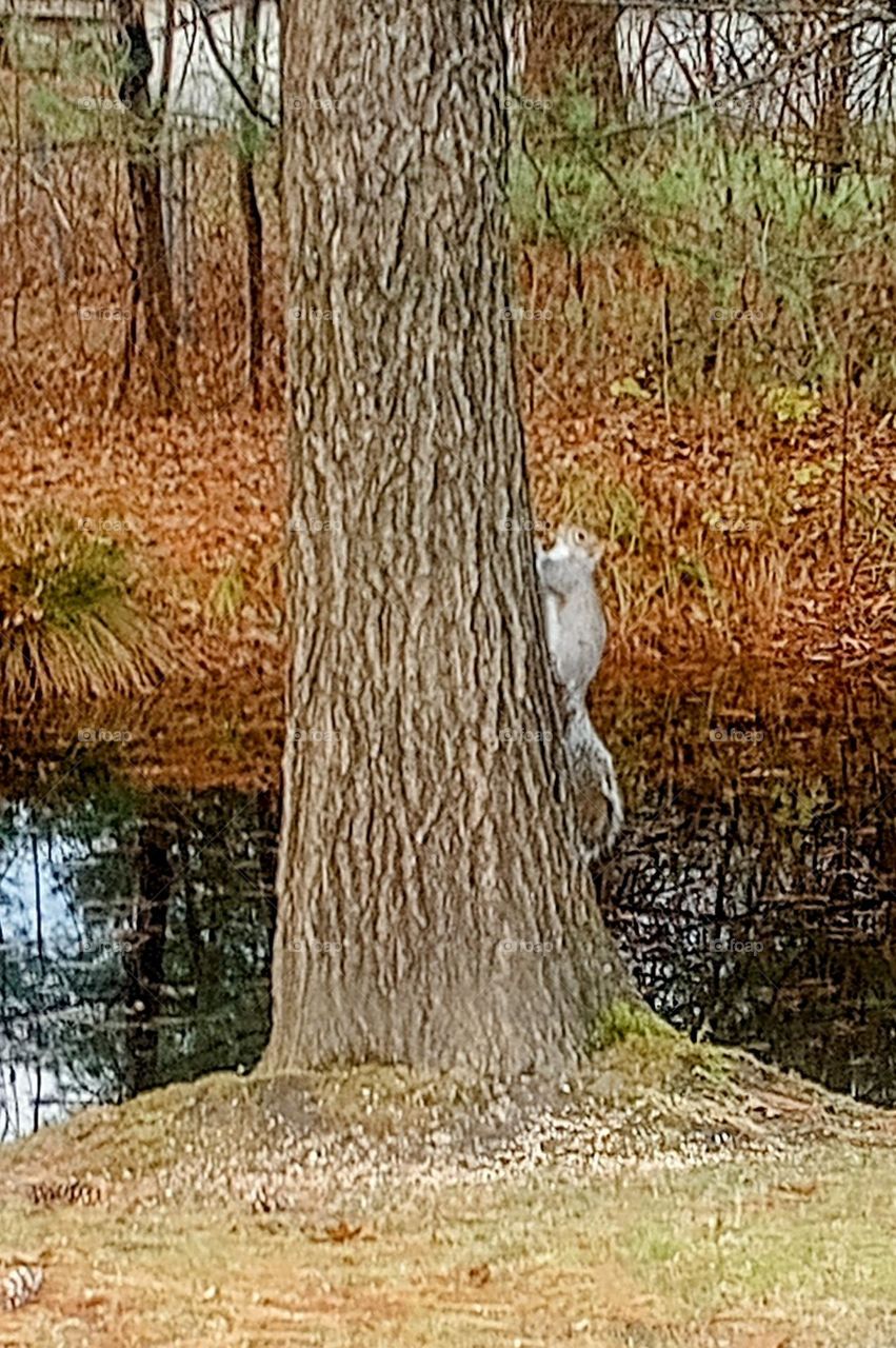 Climbing Squirrel