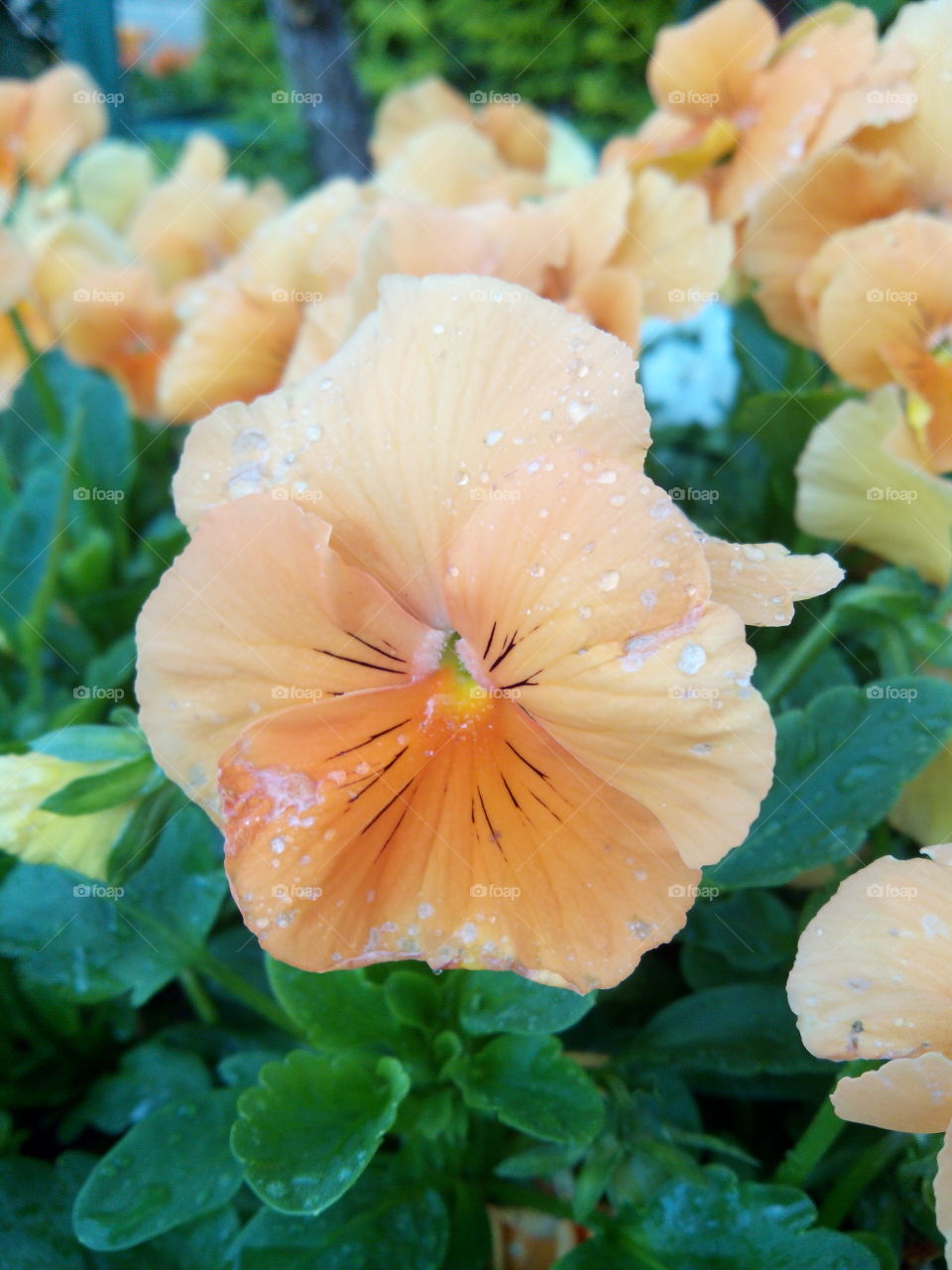 flor à chuva. flores