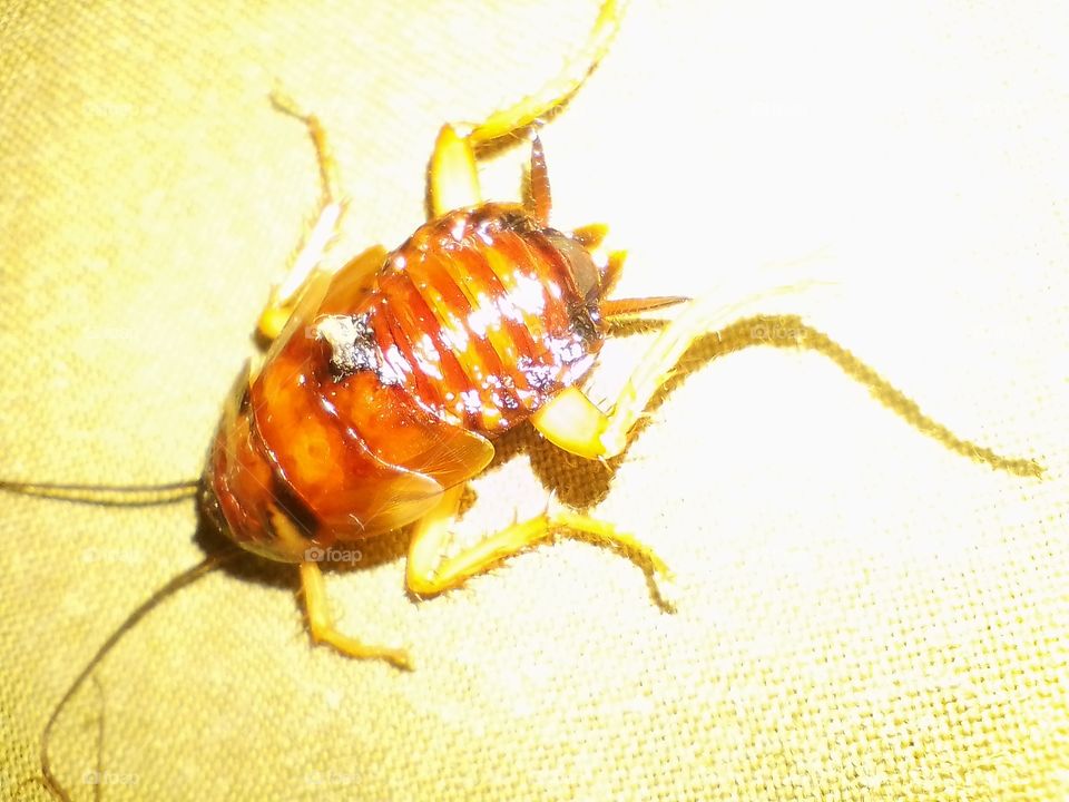 insect