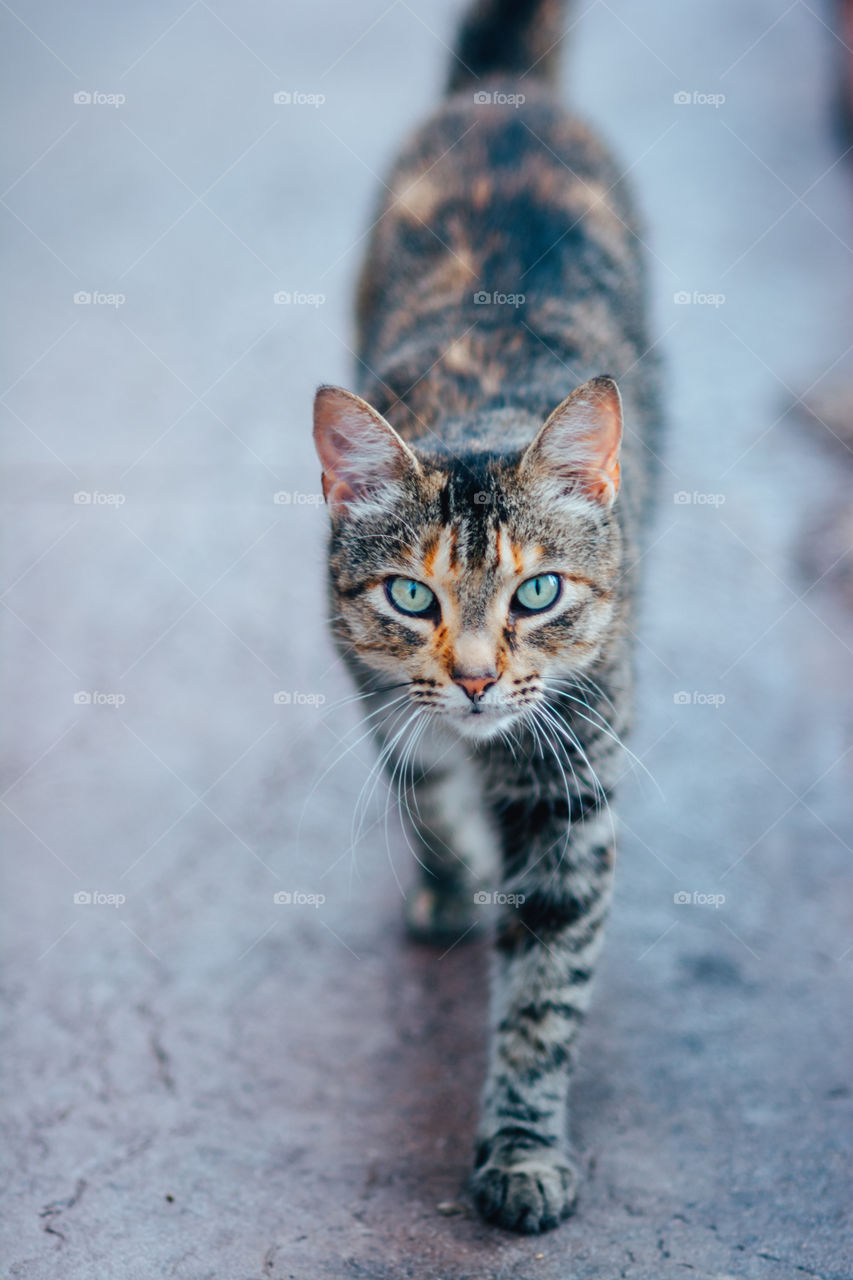 Tabby Tom Cat with Green Eyes Walking 