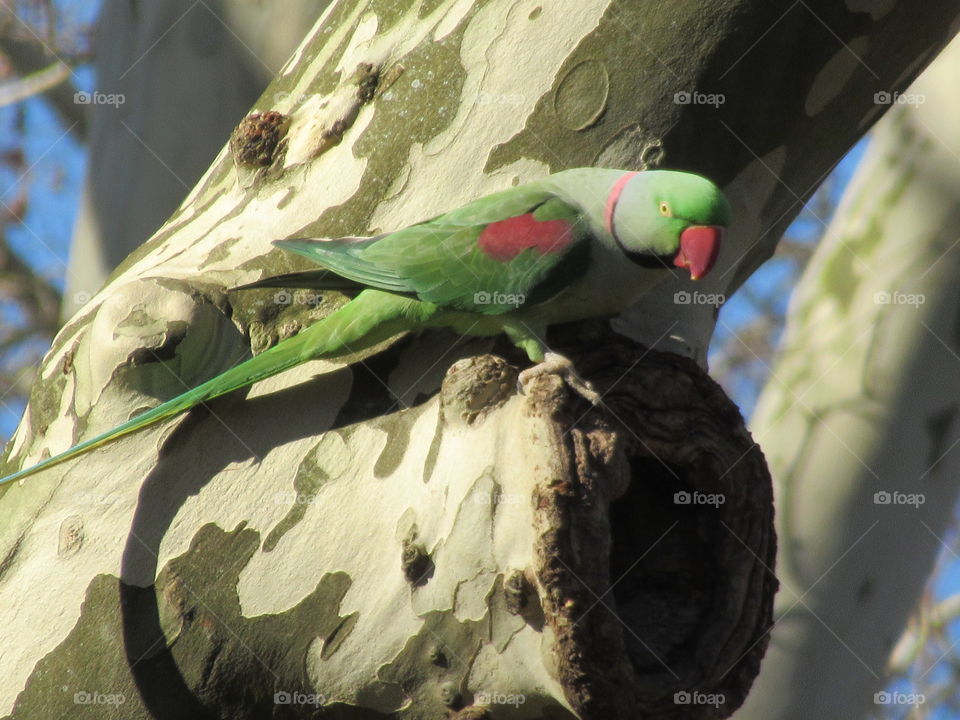 parakeet  Cologne zoo in germany