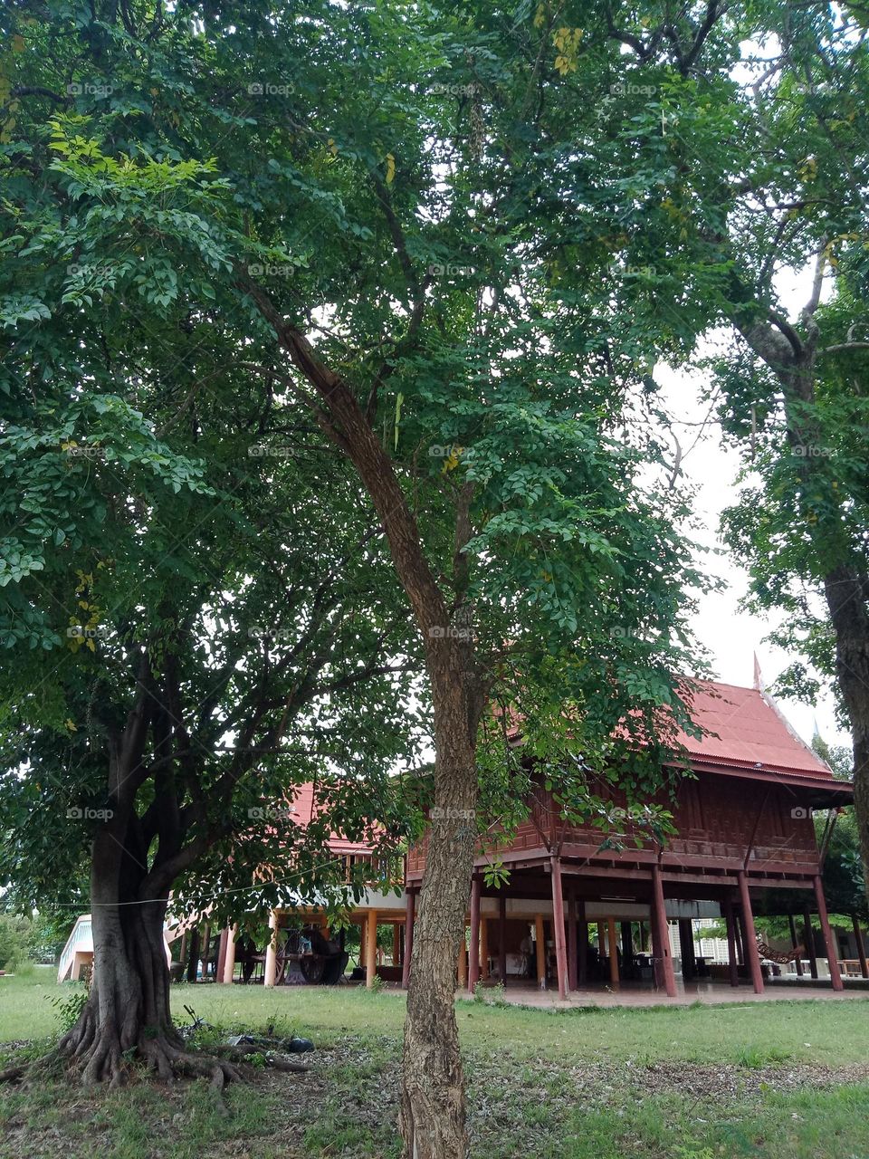 Garden of traditional Thai wooden house