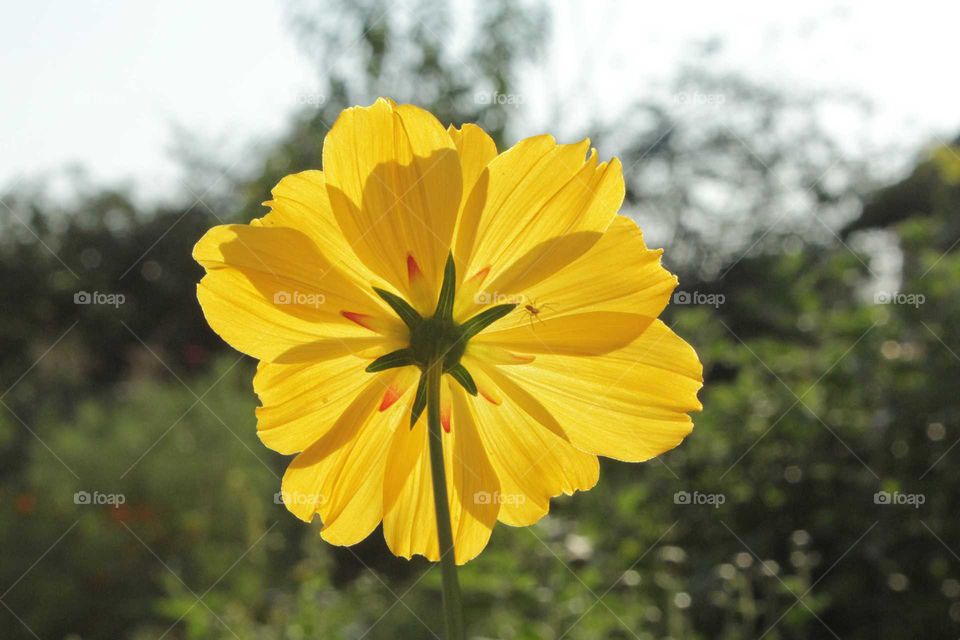 Yellow flower from behind in front of the sun