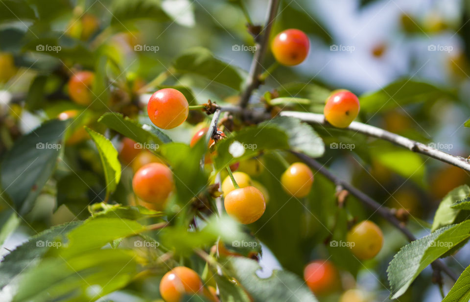 Ripe and unripe cherry on a branch in the garden. Sunlight through the branches