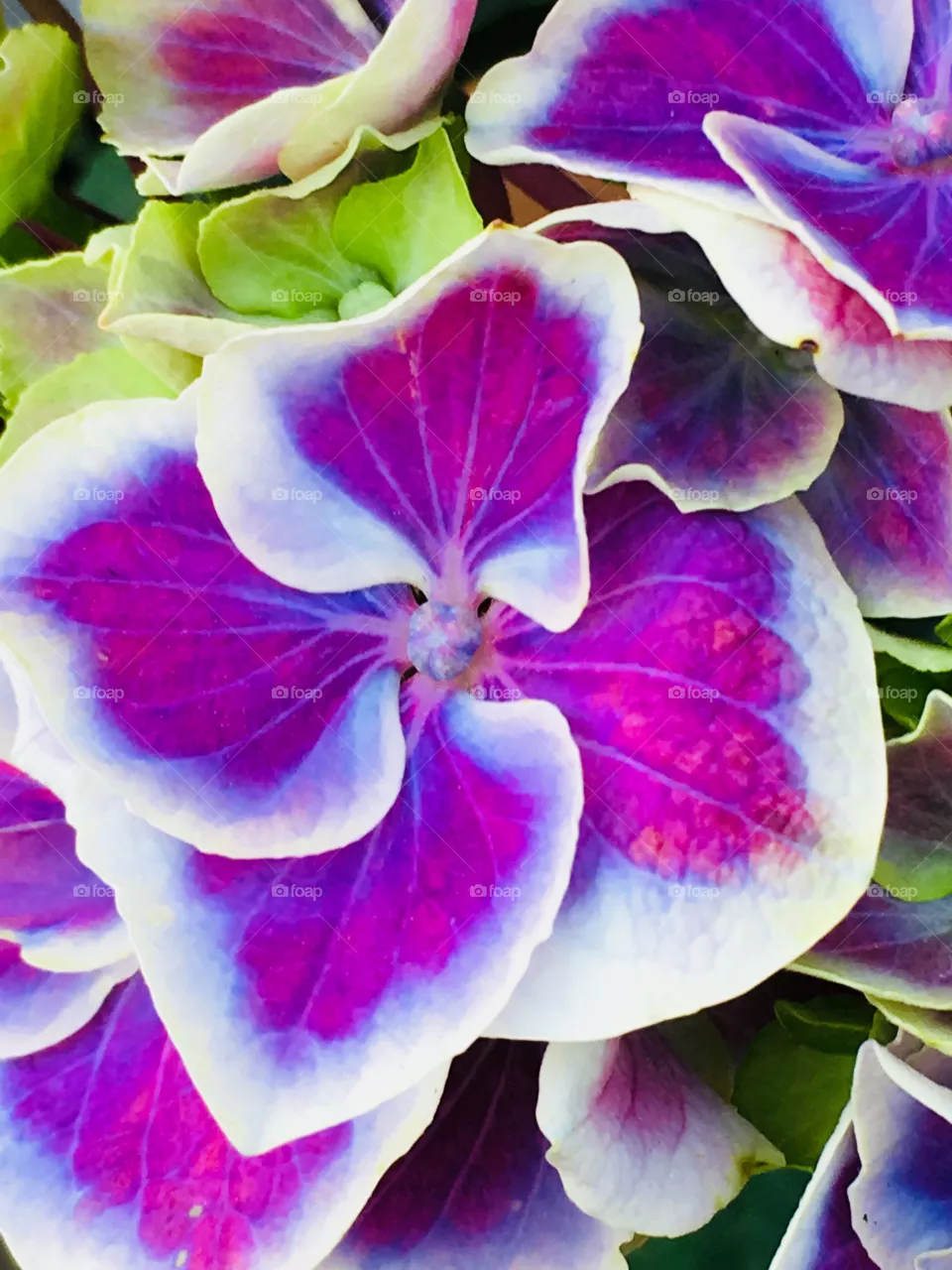 Colori 
