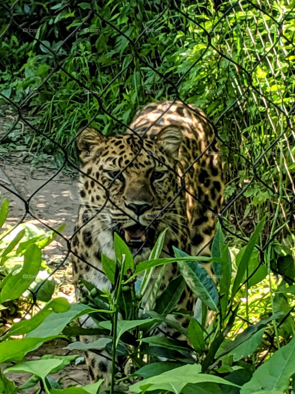 Big cat pacing restlessly; must be mealtime at the zoo.