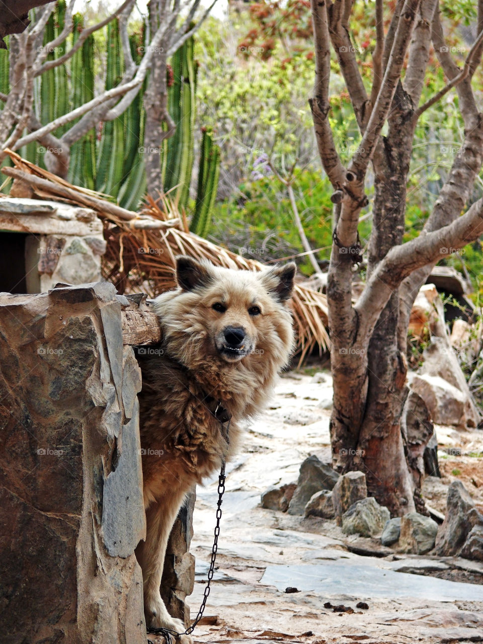 Exploring cutest dogs in Fataga, Las Palmas, Spain