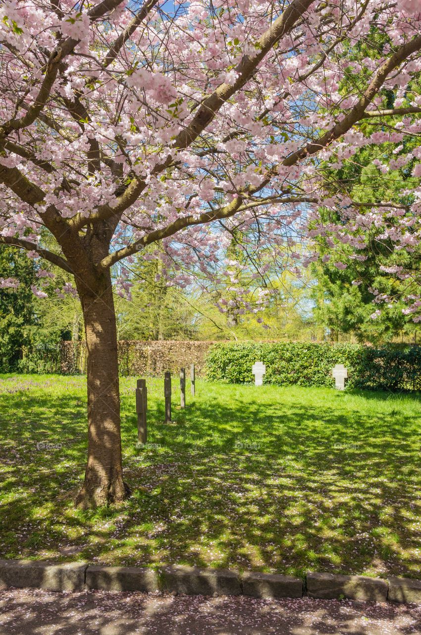 Pink park