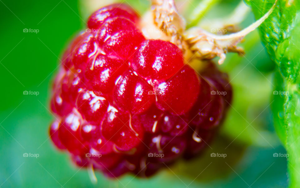 Ripe Red Raspberry 