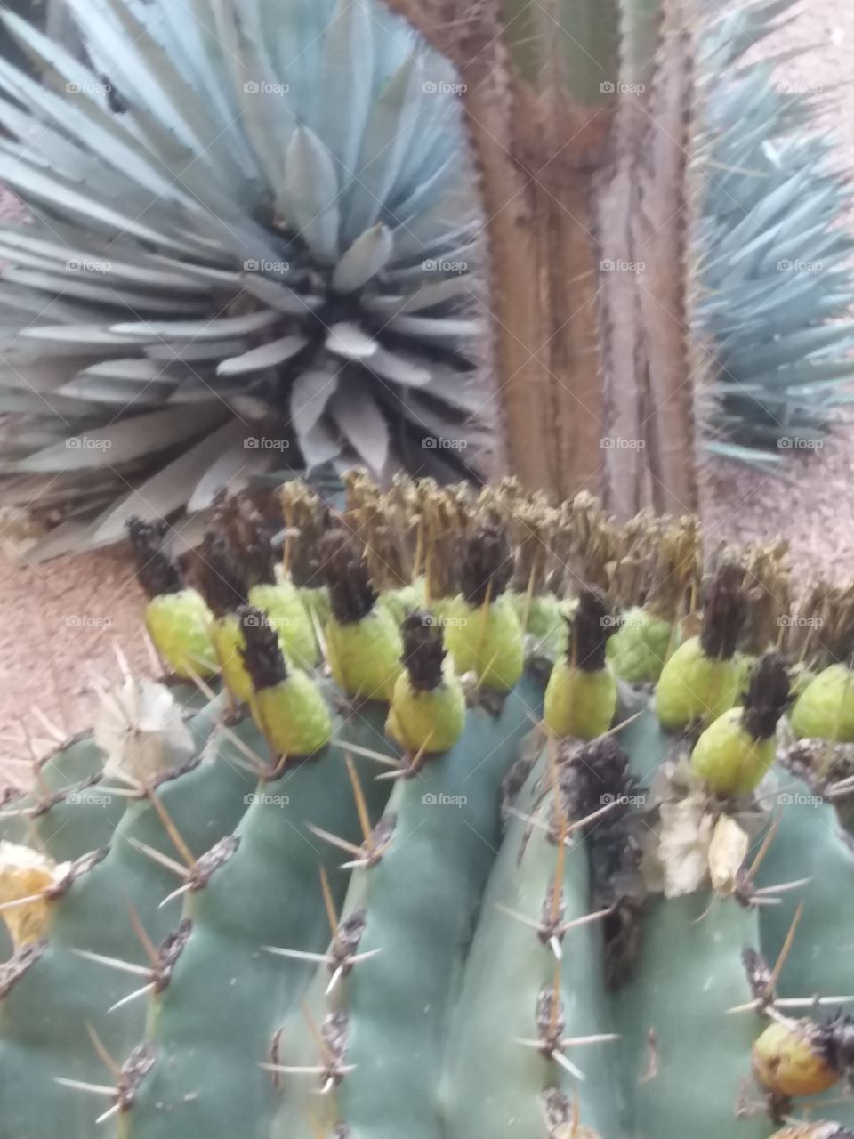 cactus