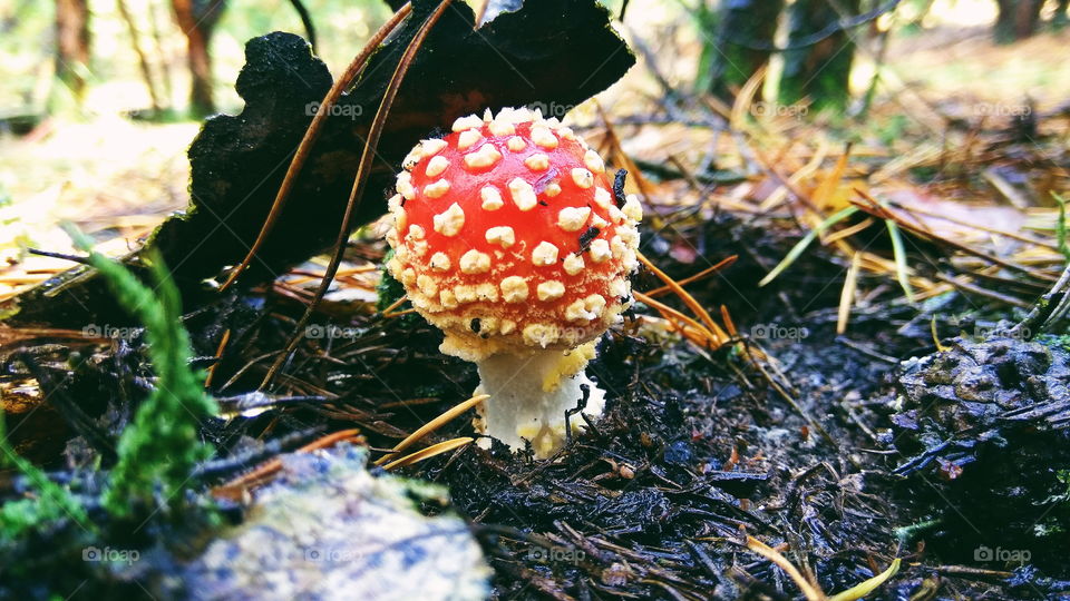 beautiful red fly agaric in the forest