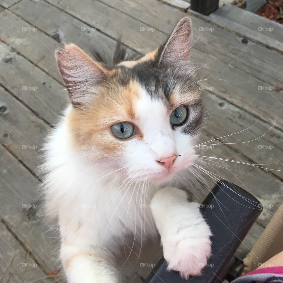 Cat, Cute, Eye, Kitten, Fur