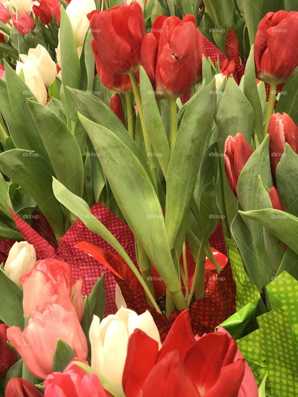 Tulips 